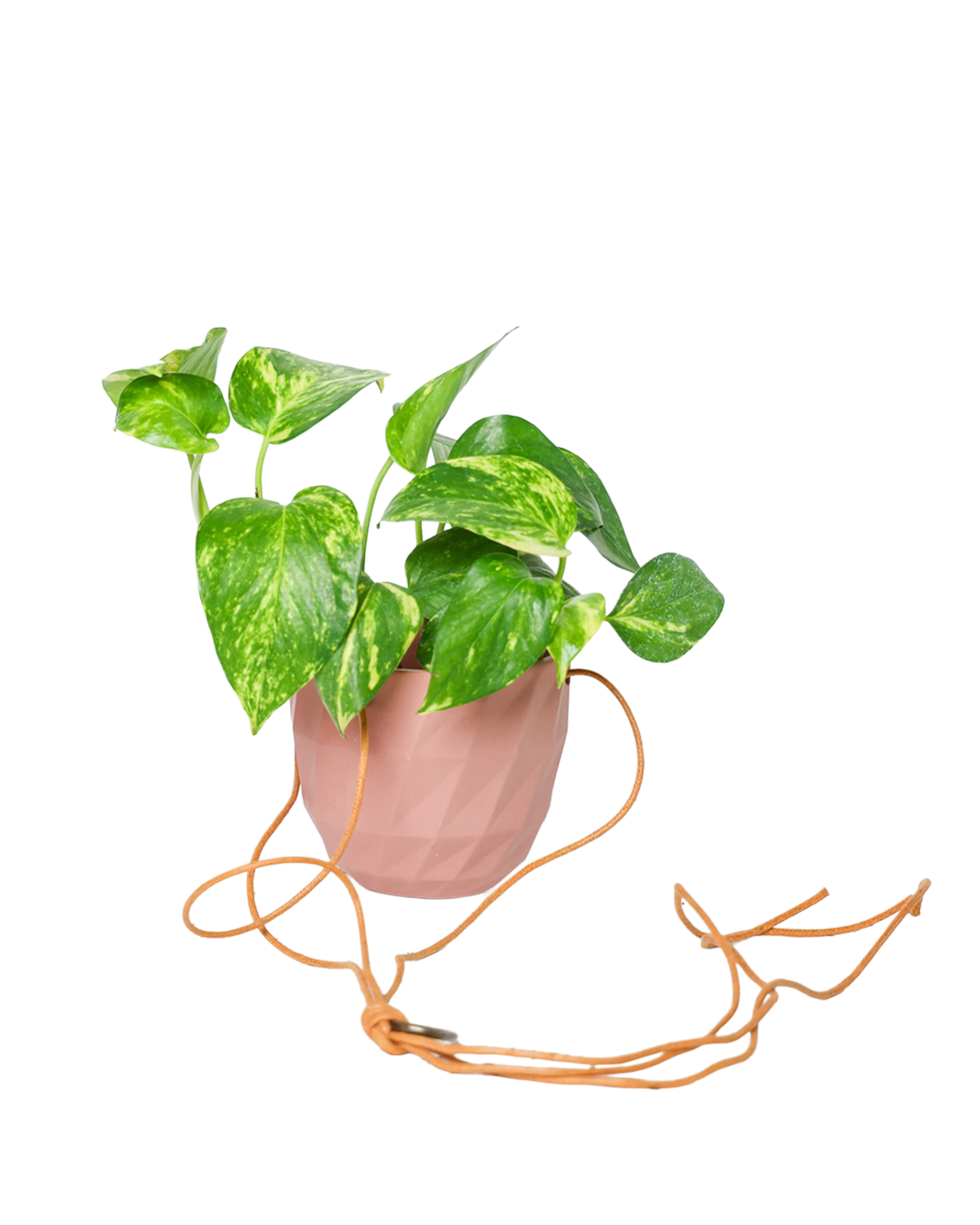 Chive Virago E clay terracotta ceramic hanging planter styled with a plant, with loose cords.