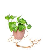 Chive Virago E clay terracotta ceramic hanging planter styled with a plant, with loose cords.