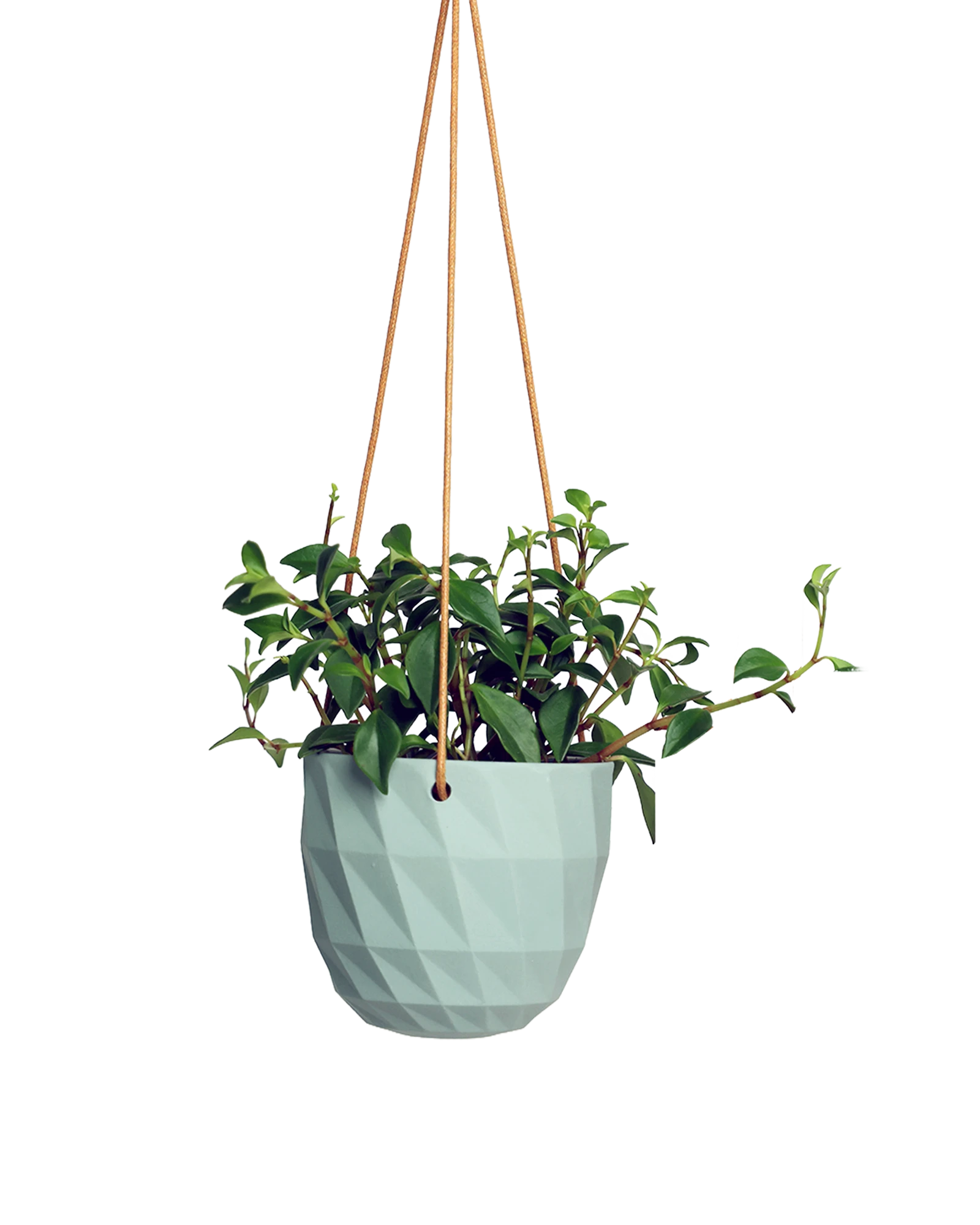Chive Virago E peacock green ceramic hanging planter styled with a plant.