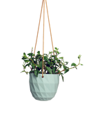 Chive Virago E peacock green ceramic hanging planter styled with a plant.