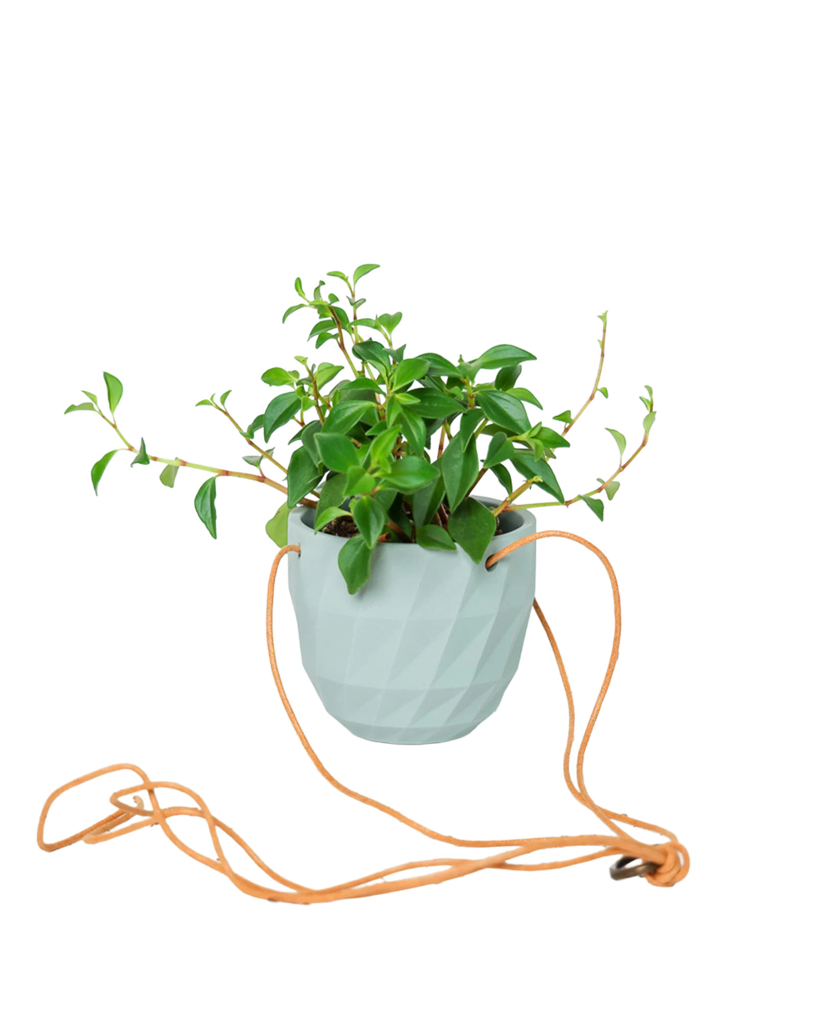 Chive Virago E peacock green ceramic  hanging planter styled with a plant, with loose cords.