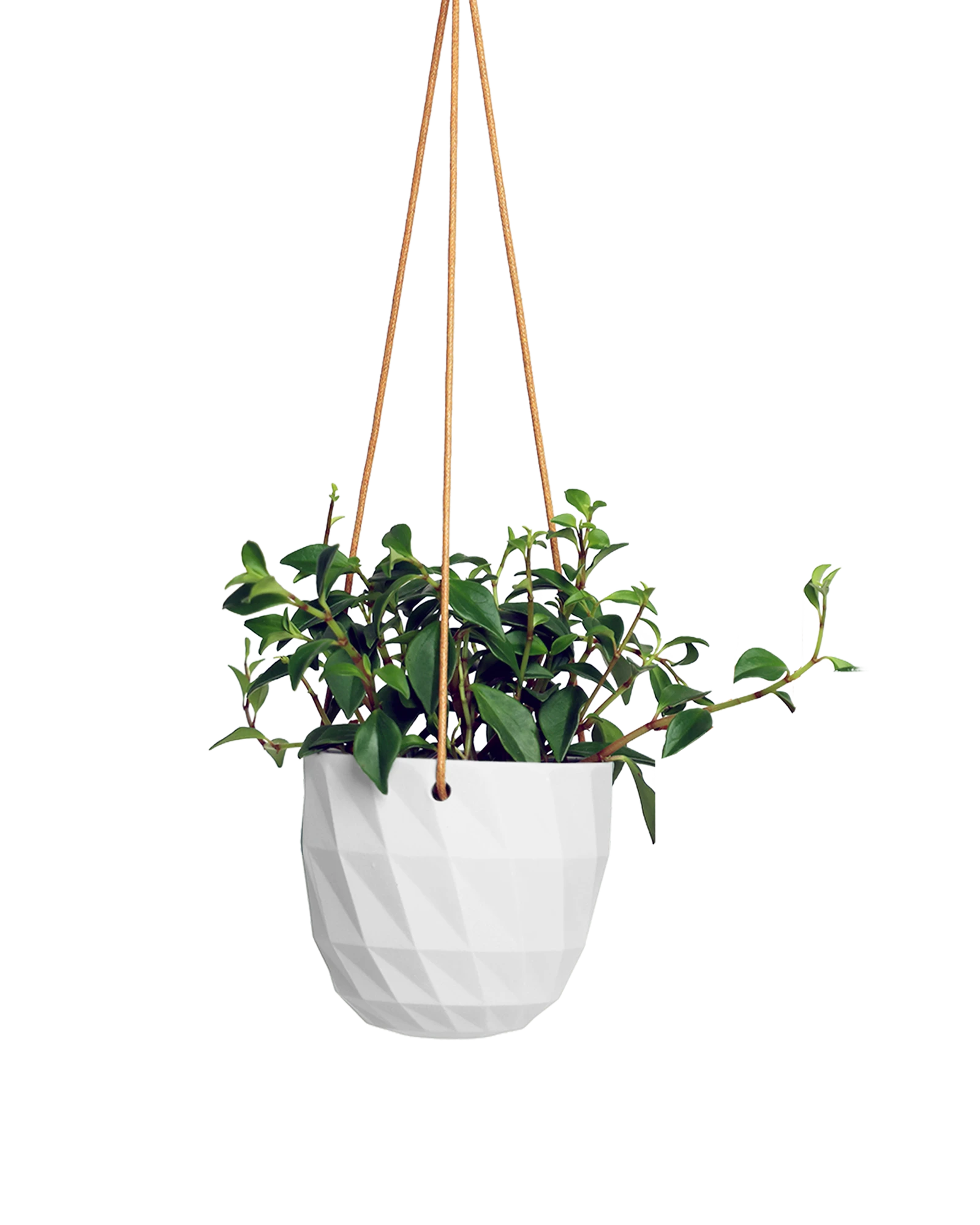 Chive Virago E white ceramic hanging planter styled with a plant.