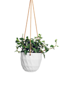 Chive Virago E white ceramic hanging planter styled with a plant.