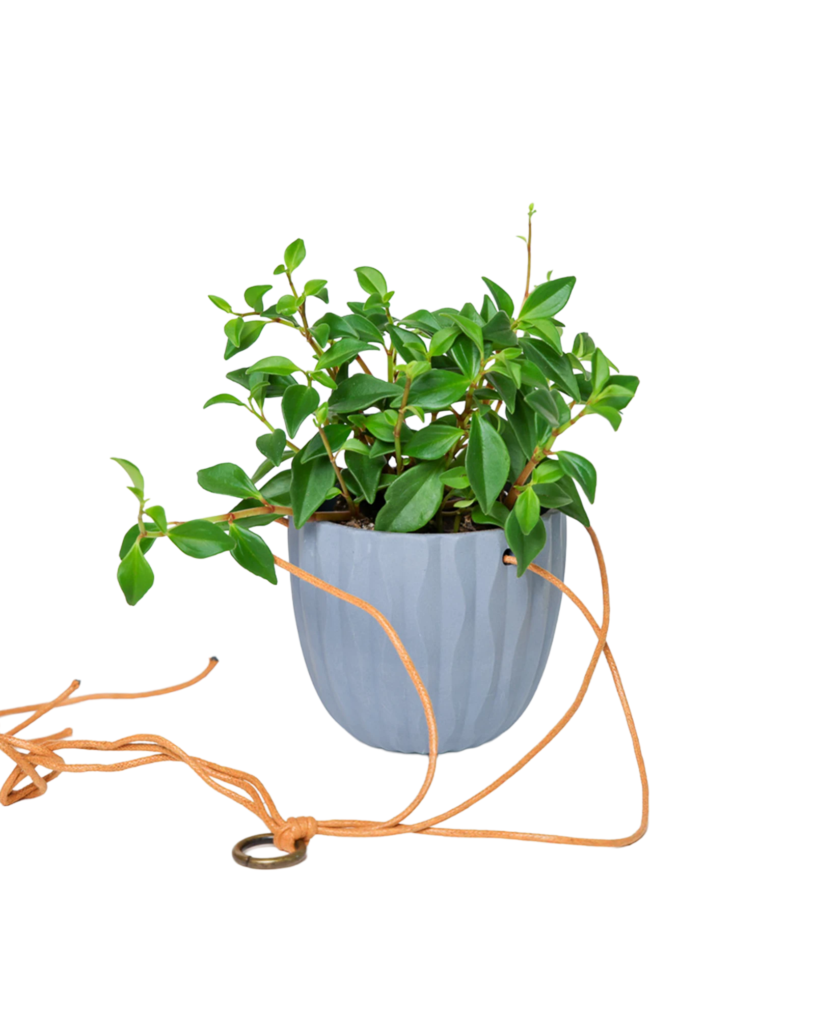 Chive Virago G blue grey ceramic hanging planter styled with a plant, with loose cords.