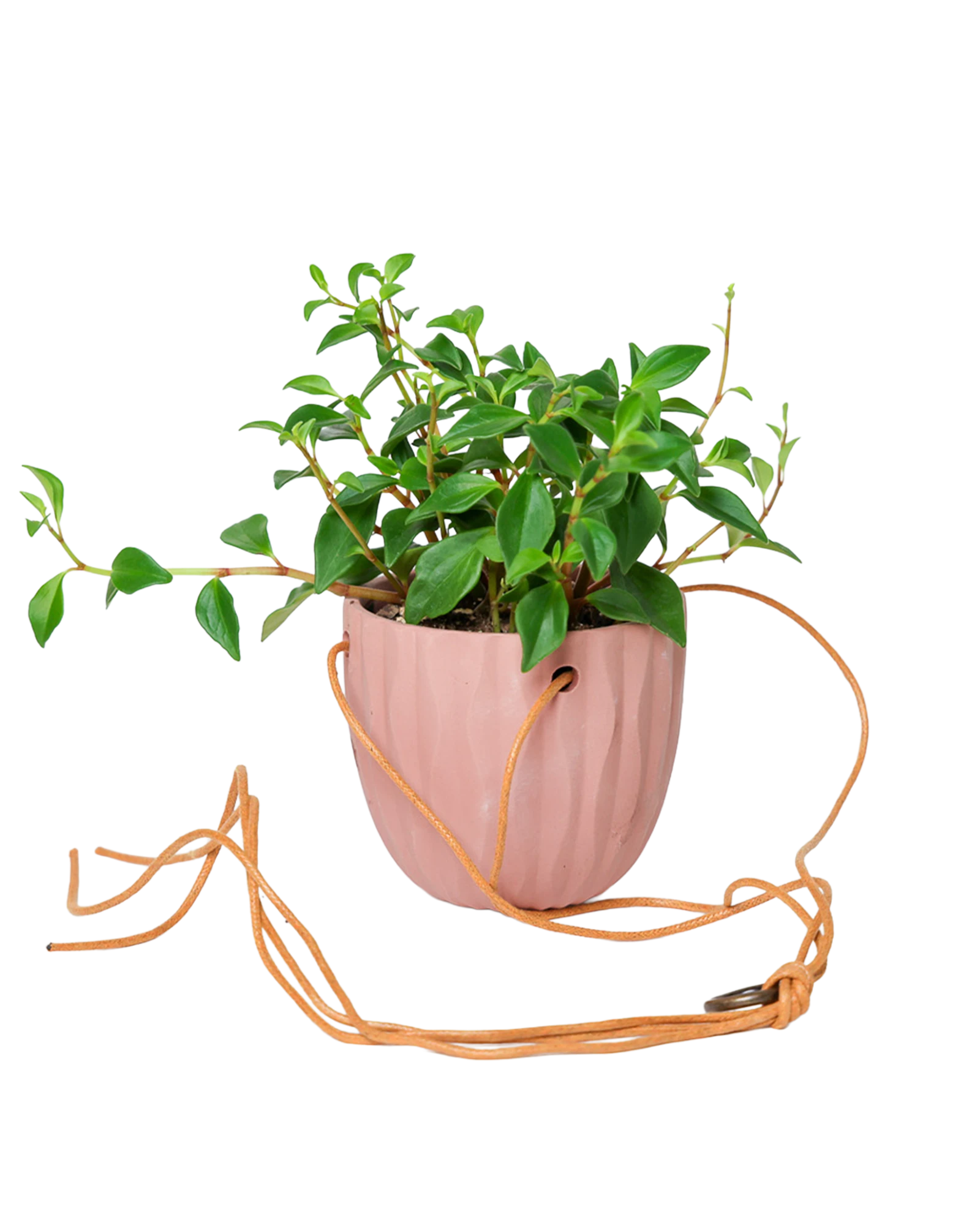Chive Virago G clay terracotta ceramic hanging planter styled with a plant, with loose cords.