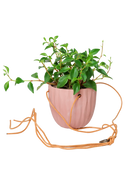 Chive Virago G clay terracotta ceramic hanging planter styled with a plant, with loose cords.