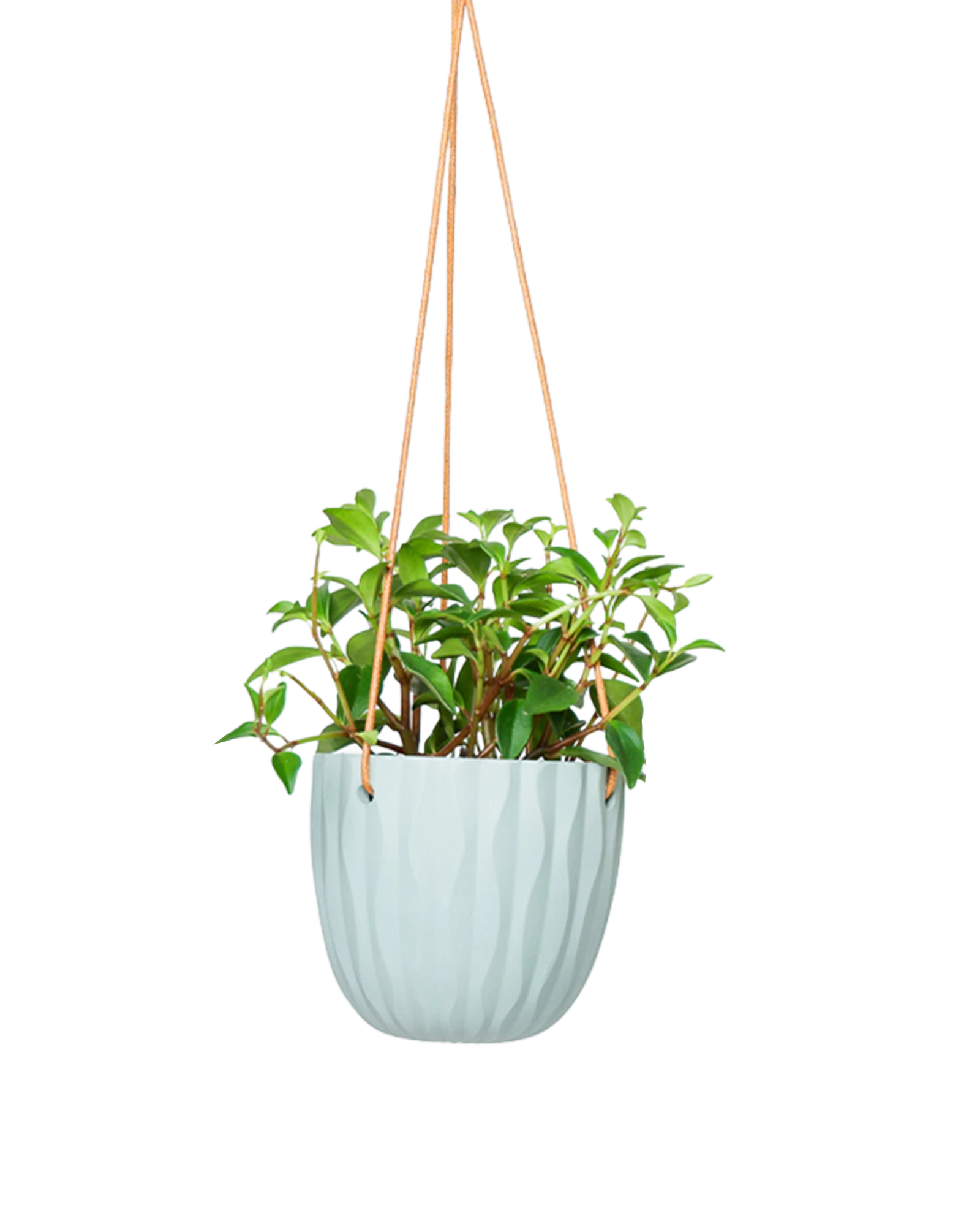 Chive Virago G peacock green ceramic  hanging planter styled with a plant.
