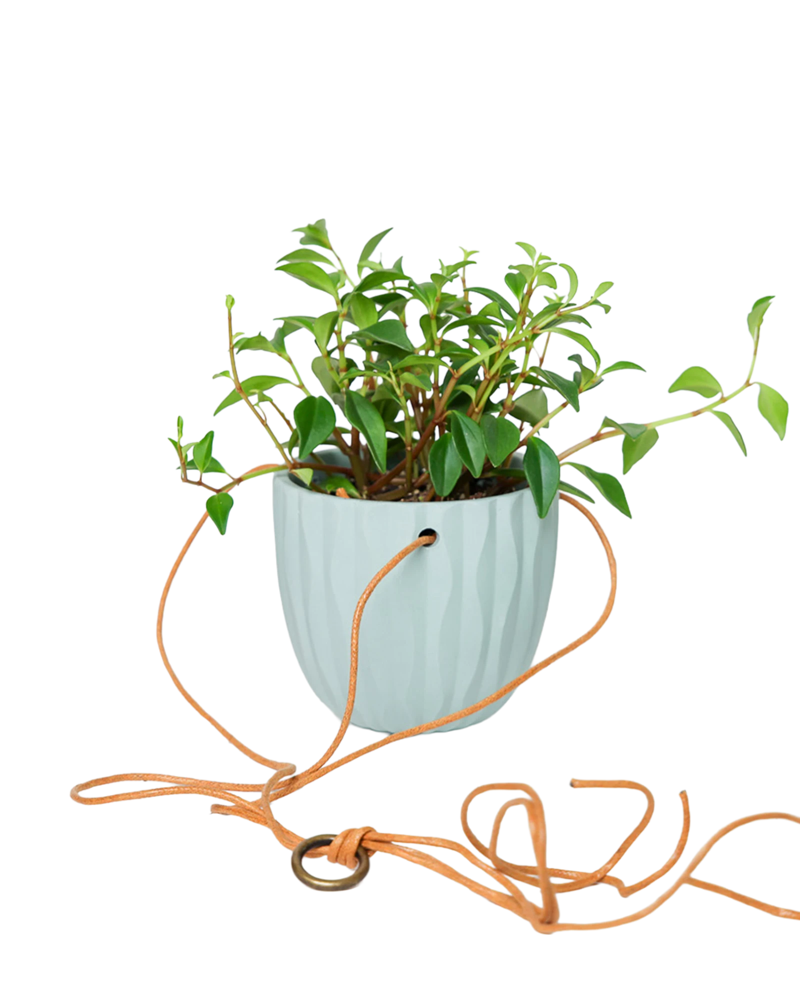 Chive Virago G peacock green ceramic hanging planter styled with a plant, with loose cords.