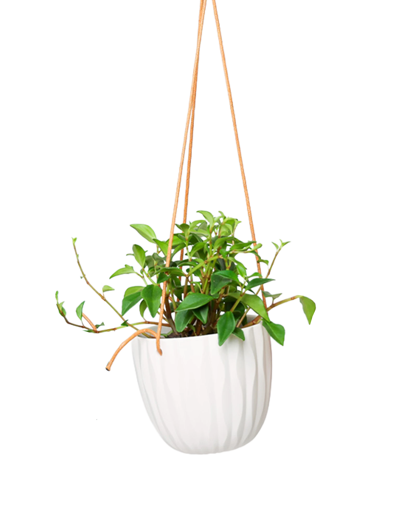Chive Virago G white ceramic hanging planter styled with a plant.