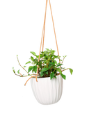 Chive Virago G white ceramic hanging planter styled with a plant.