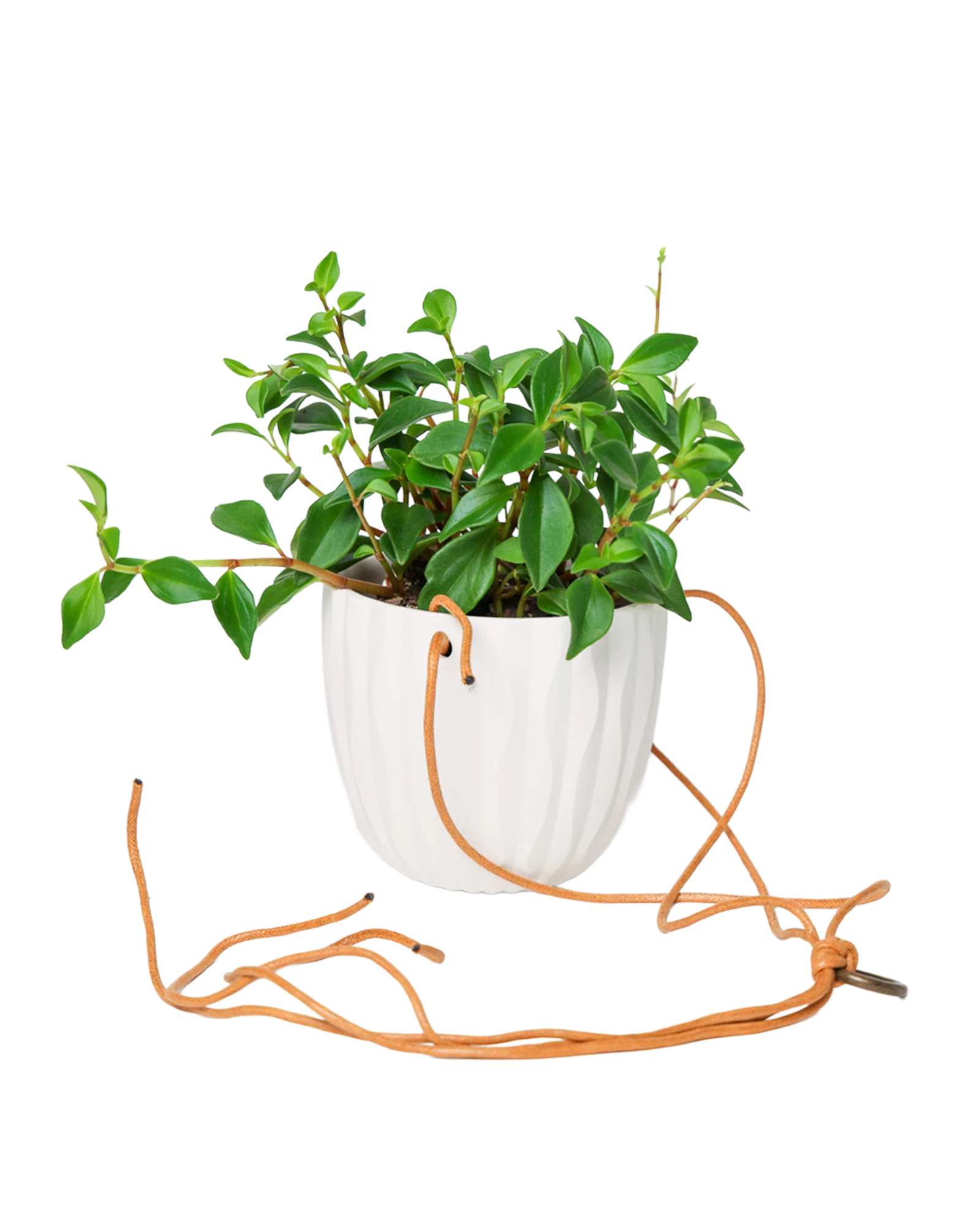 Chive Virago G white ceramic hanging planter styled with a plant, with loose cords.
