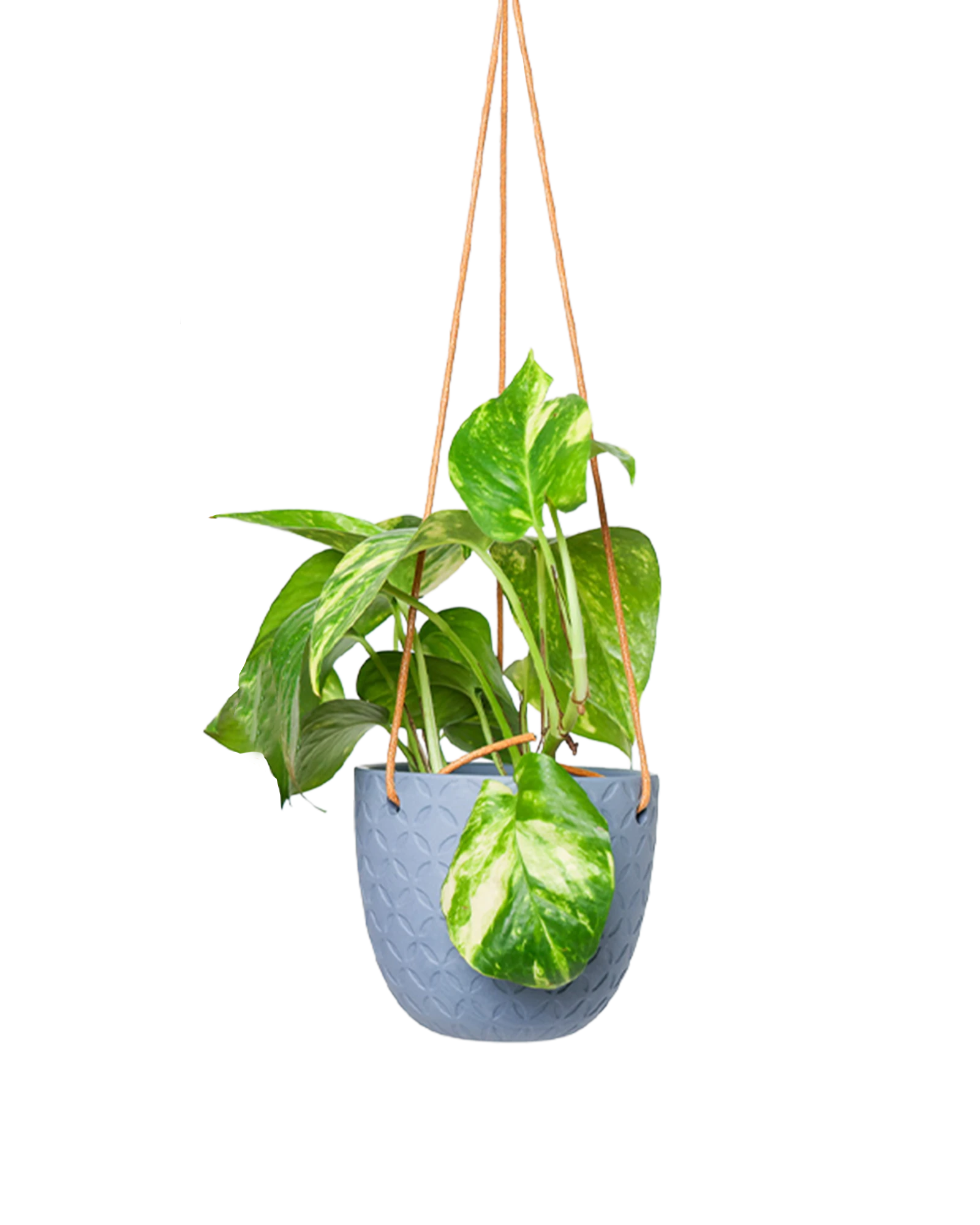 Chive Virago H blue grey ceramic  hanging planter styled with a plant.