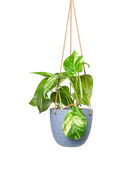 Chive Virago H blue grey ceramic  hanging planter styled with a plant.