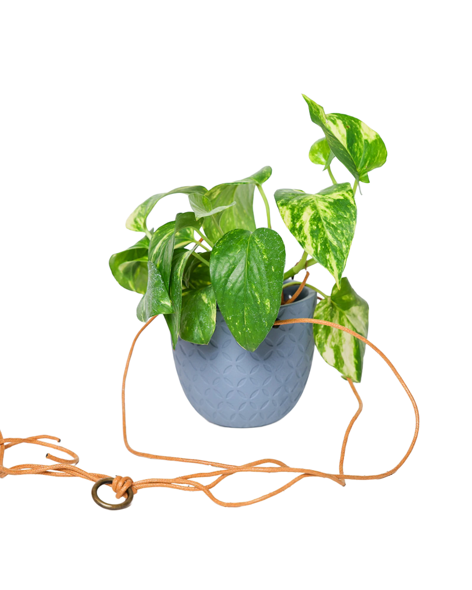 Chive Virago H blue grey ceramic hanging planter styled with a plant, with loose cords.