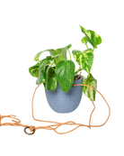 Chive Virago H blue grey ceramic hanging planter styled with a plant, with loose cords.