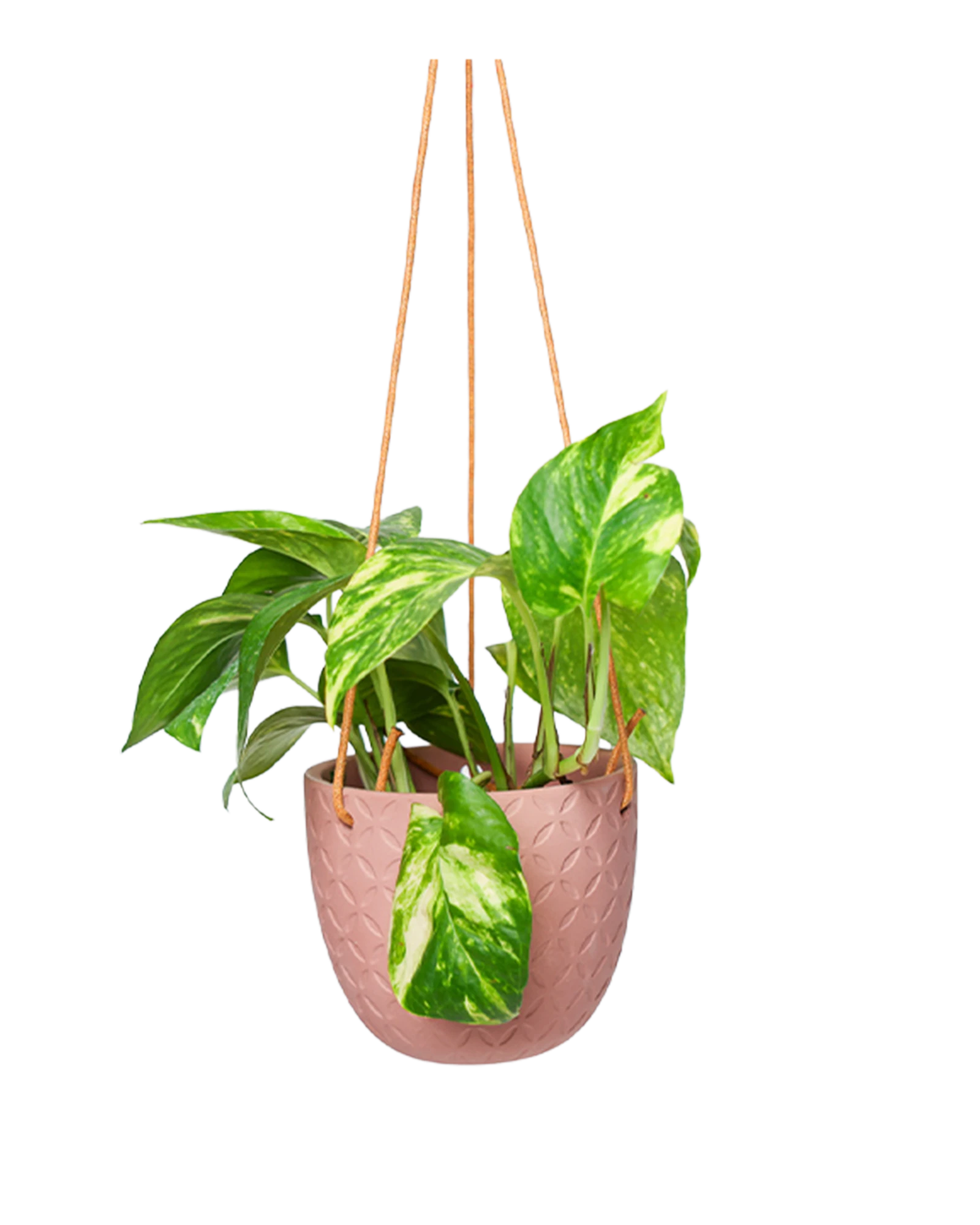 Chive Virago H clay terracotta ceramic hanging planter styled with a plant.