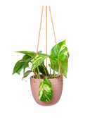 Chive Virago H clay terracotta ceramic hanging planter styled with a plant.