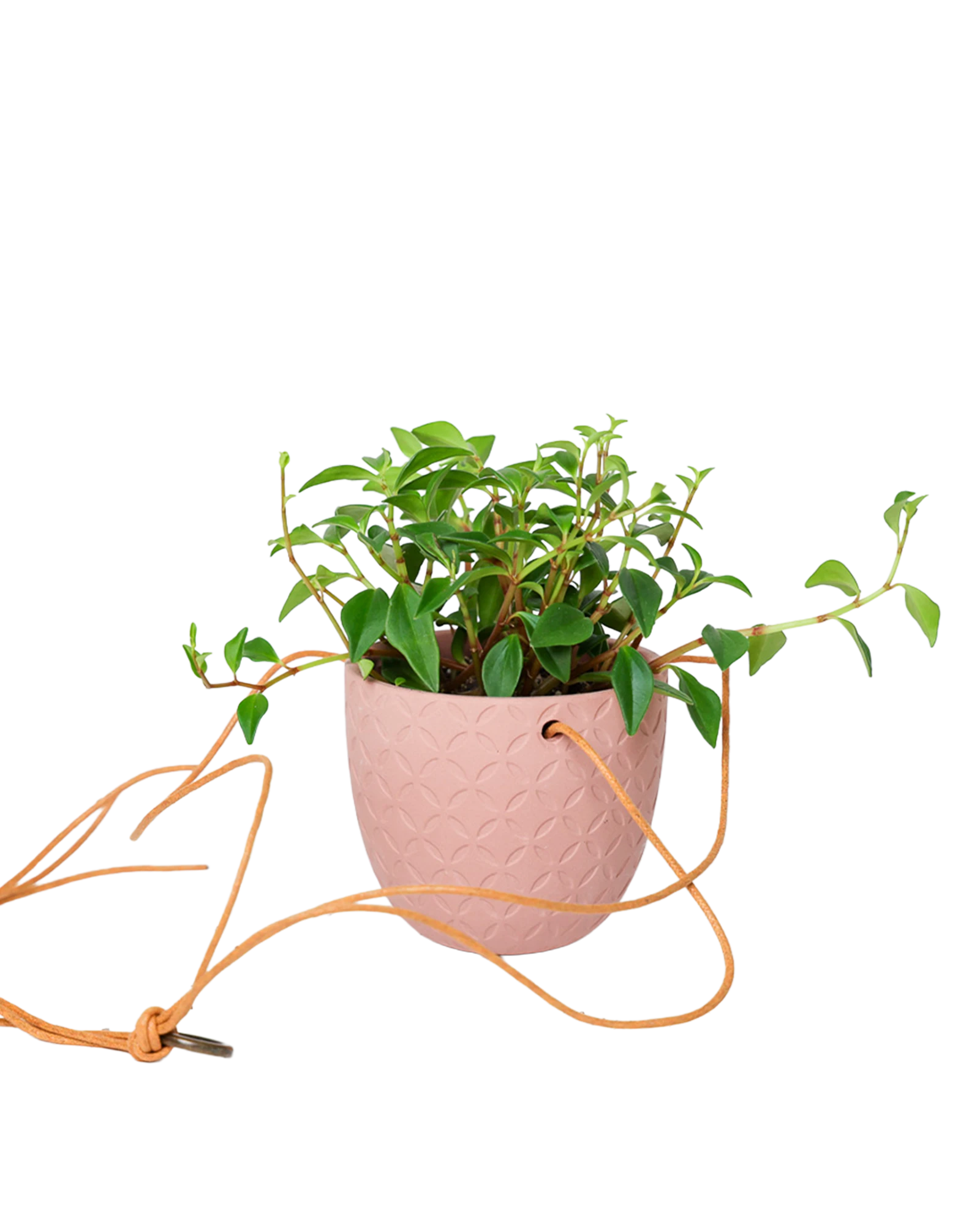 Chive Virago H clay terracotta ceramic  hanging planter styled with a plant, with loose cords.