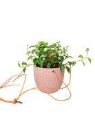 Chive Virago H clay terracotta ceramic  hanging planter styled with a plant, with loose cords.