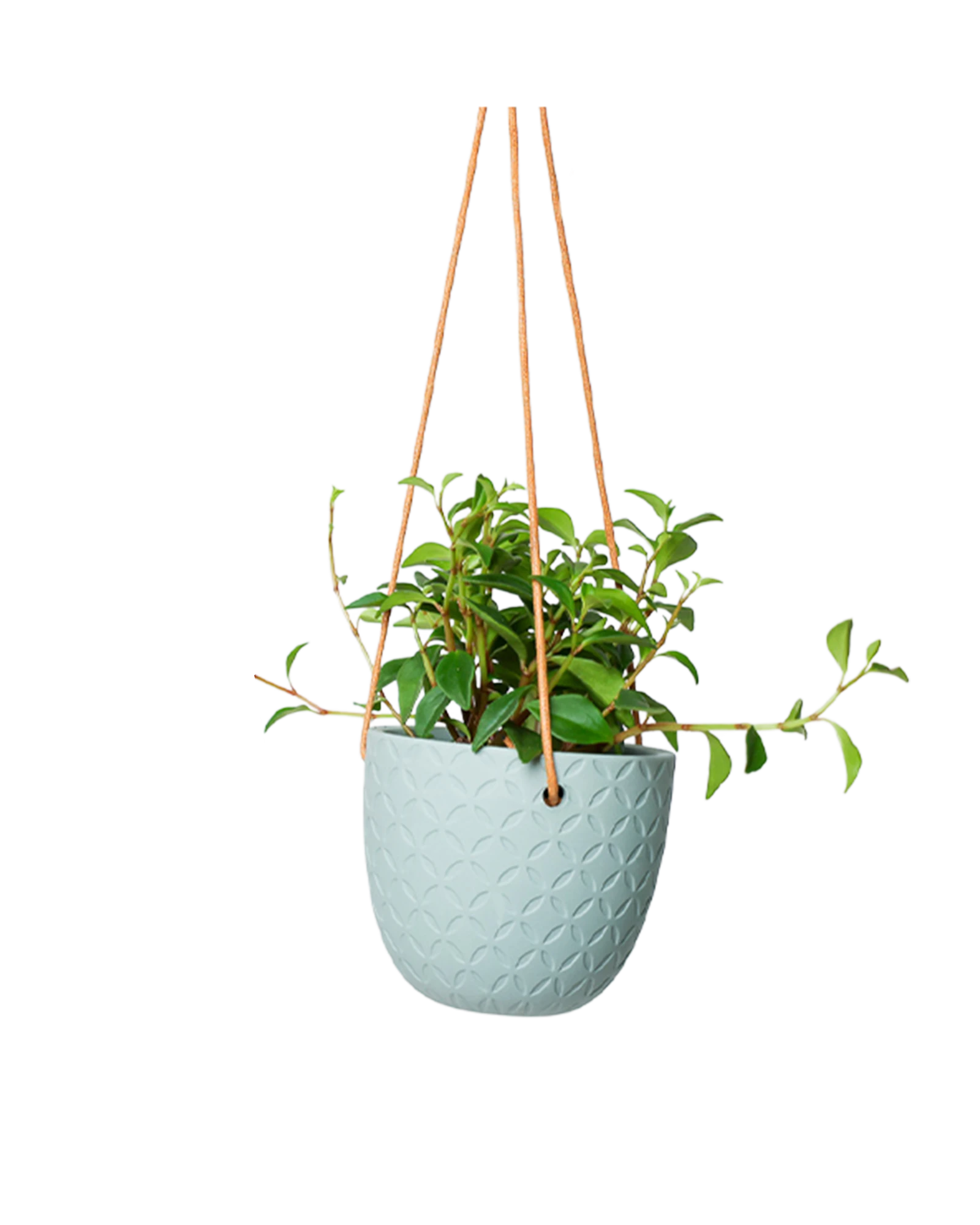 Chive Virago H peacock green ceramic  hanging planter styled with a plant.
