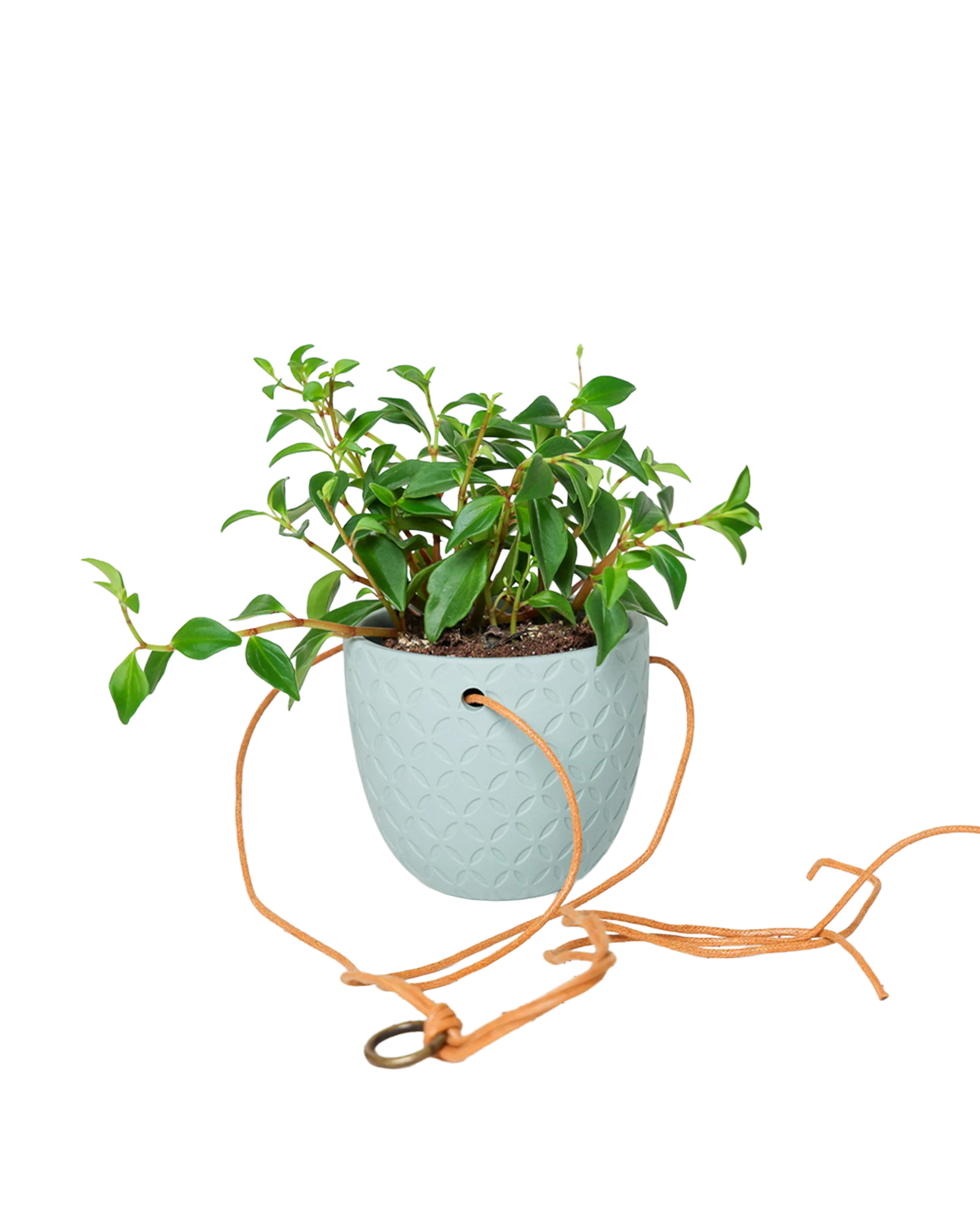 Chive Virago H peacock green ceramic hanging planter styled with a plant, with loose cords.