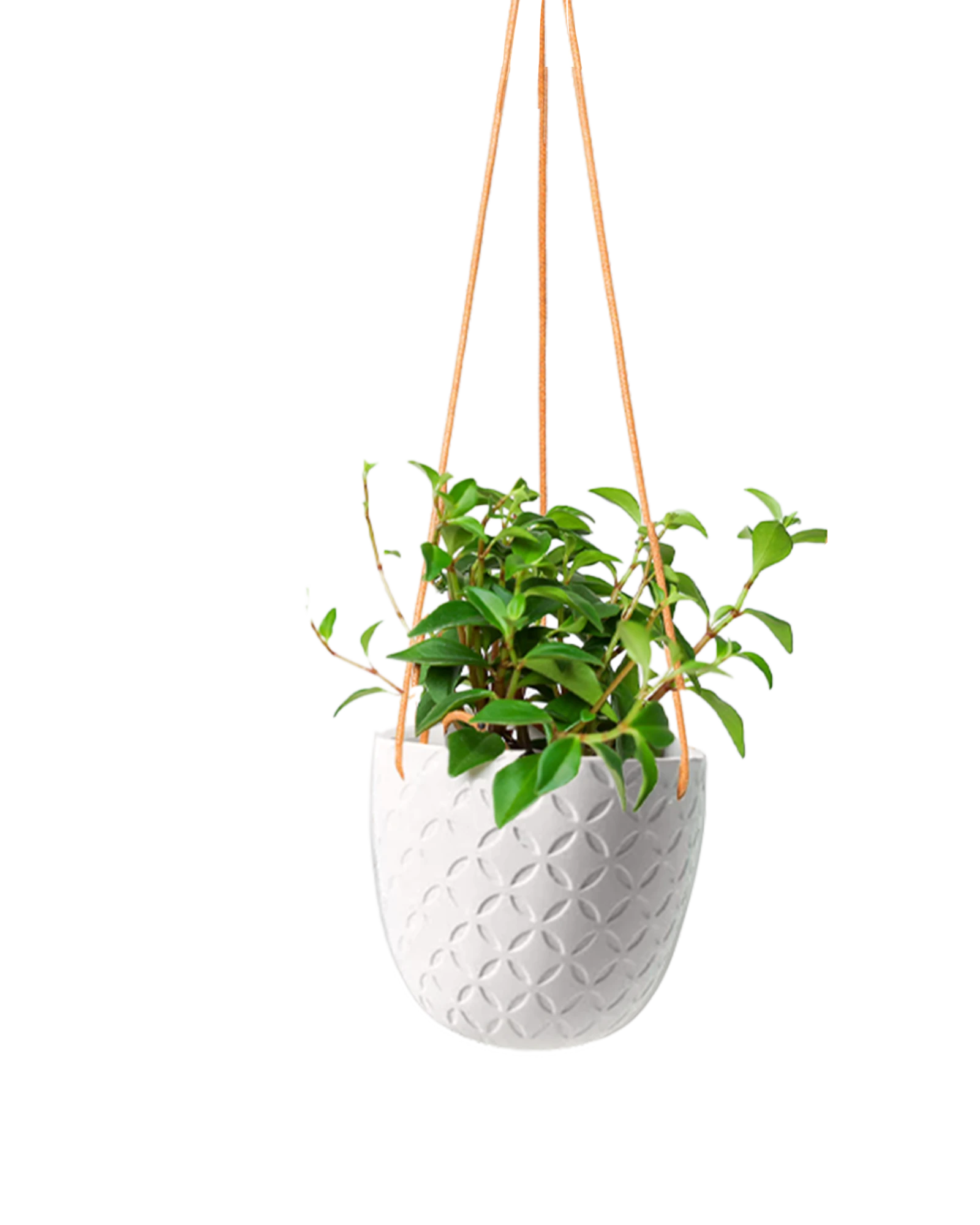 Chive Virago H white ceramic hanging planter styled with a plant.