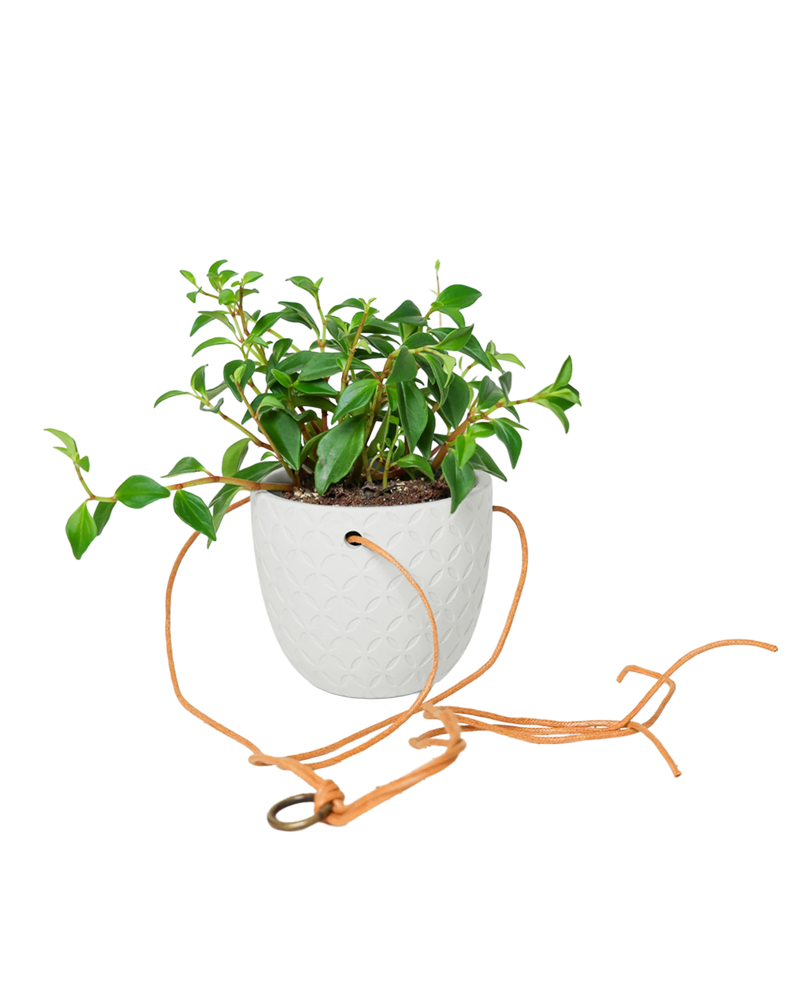 Chive Virago H white ceramic hanging planter styled with a plant, with cords.