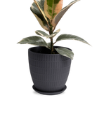 Chive Virago I large black porcelain pot with drainage and saucer styled with a plant.