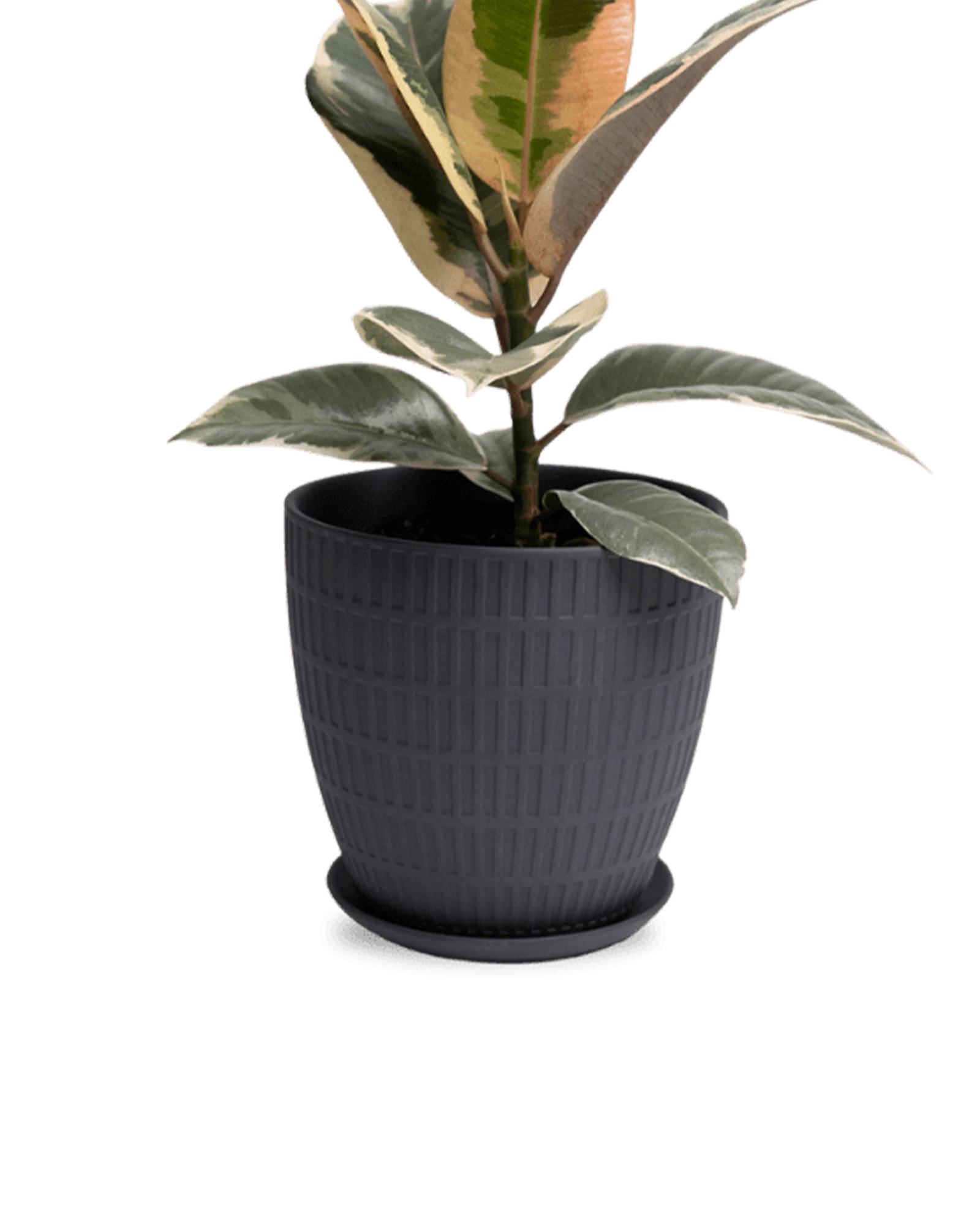 Chive Virago I large black porcelain pot with drainage and saucer styled with a plant.
