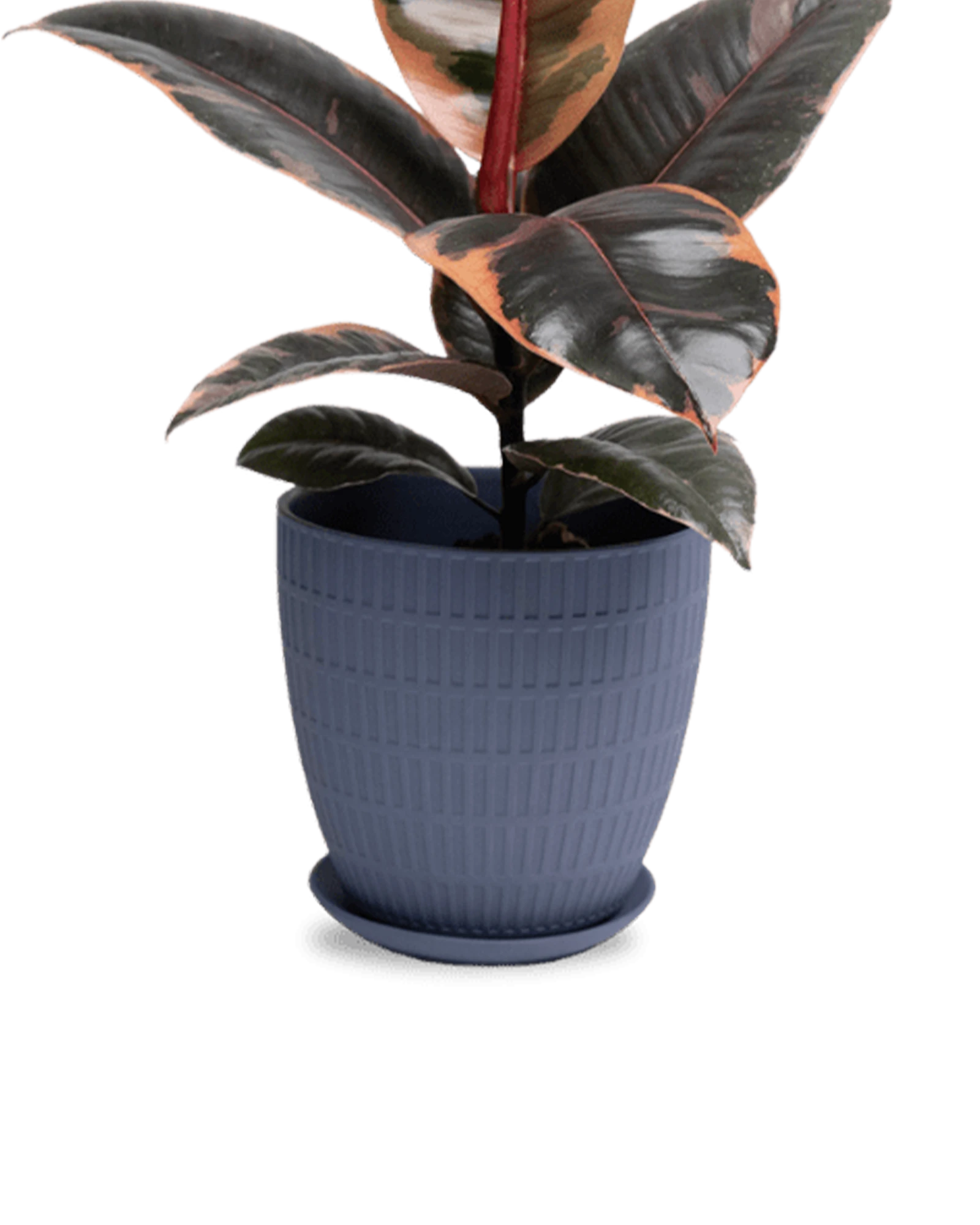 Chive Virago I large blue grey porcelain pot with drainage and saucer styled with a plant.
