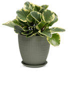 Chive Virago I large olive porcelain pot with drainage and saucer styled with a plant.