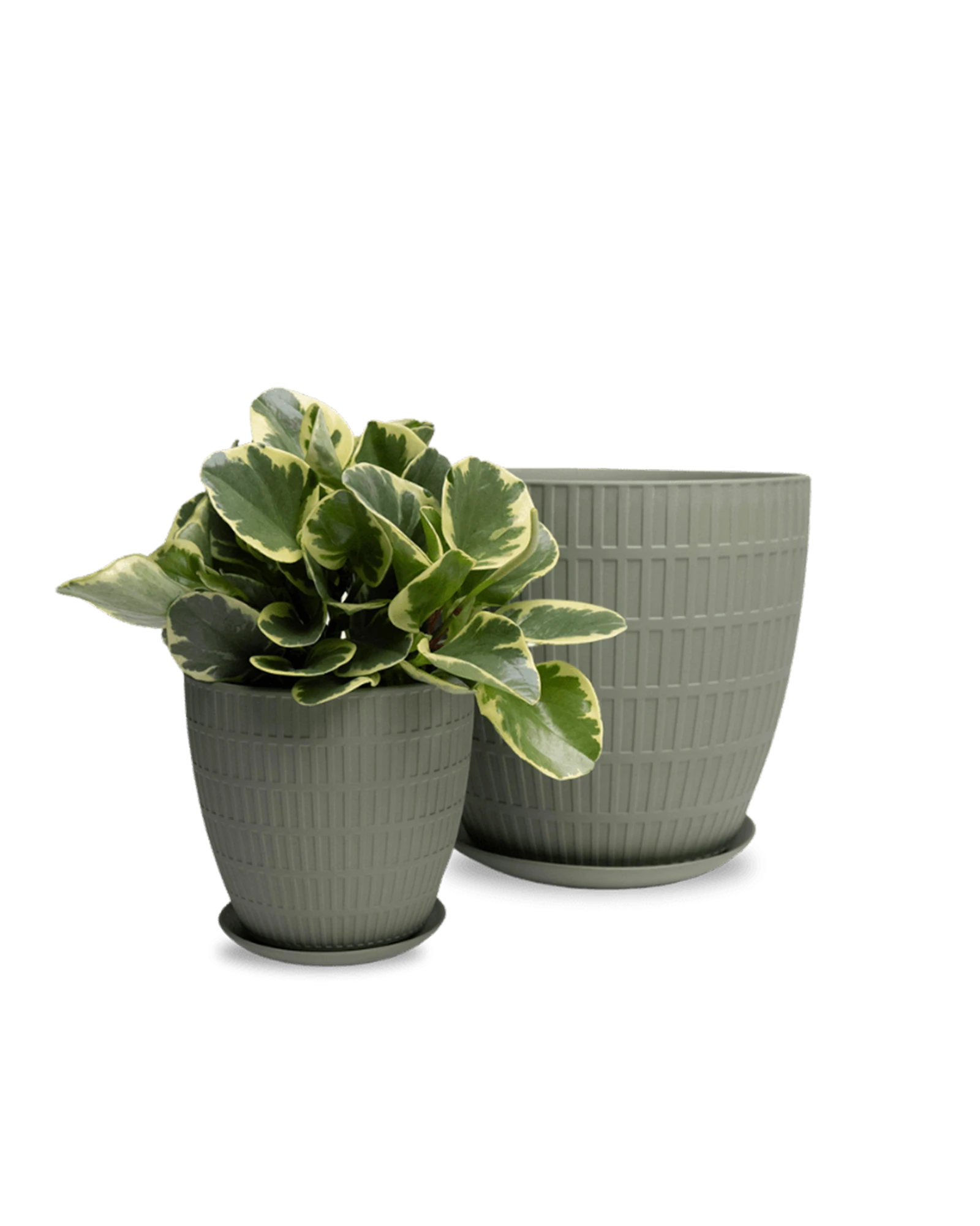 Two Chive Virago I olive porcelain pots with with textures in size large and medium styled with a plant.