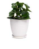Chive Virago I large white porcelain pot with drainage and saucer styled with a plant.