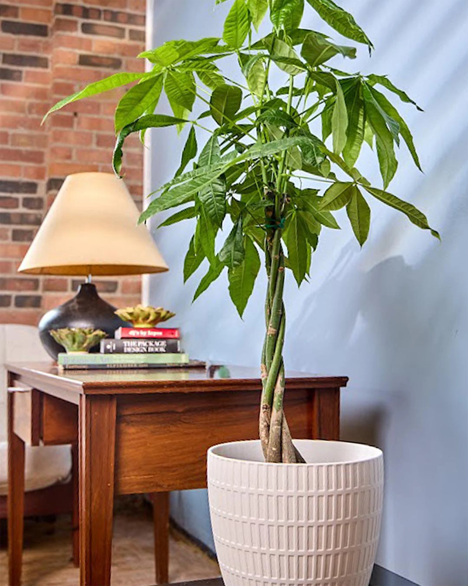 Chive Virago I large white porcelain pot with styled with a tall plant in a bright room next to a desk.