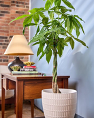 Chive Virago I large white porcelain pot with styled with a tall plant in a bright room next to a desk.