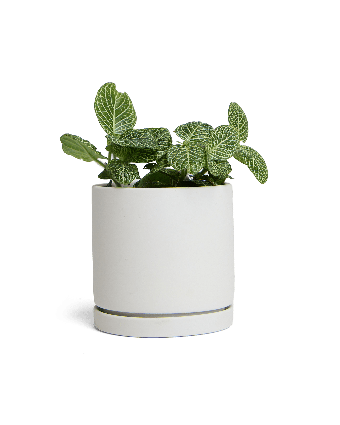 Dojo Porcelain Modern Indoor Plant Pot With Saucer | 3.5 Inches - Chive Ceramics Studio - Pots - Chive Ceramics Studio