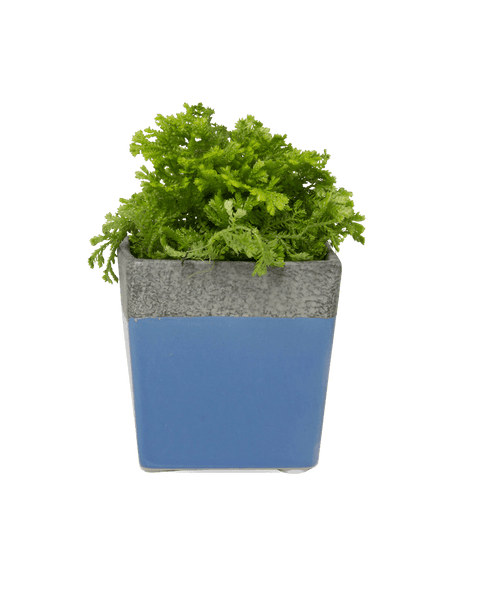 Duo Planter