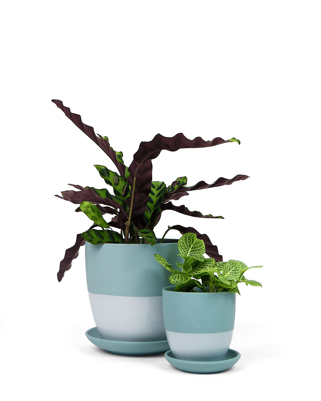 potted plant dao Large Dyad Porcelain Pot & Saucer