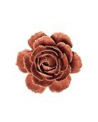 A single dried flower head with layered petals in warm reddish-brown tones, centered on a plain white background.
