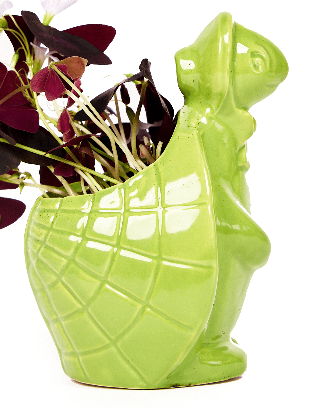 turtle indoor plant Turtle Succulent Pot