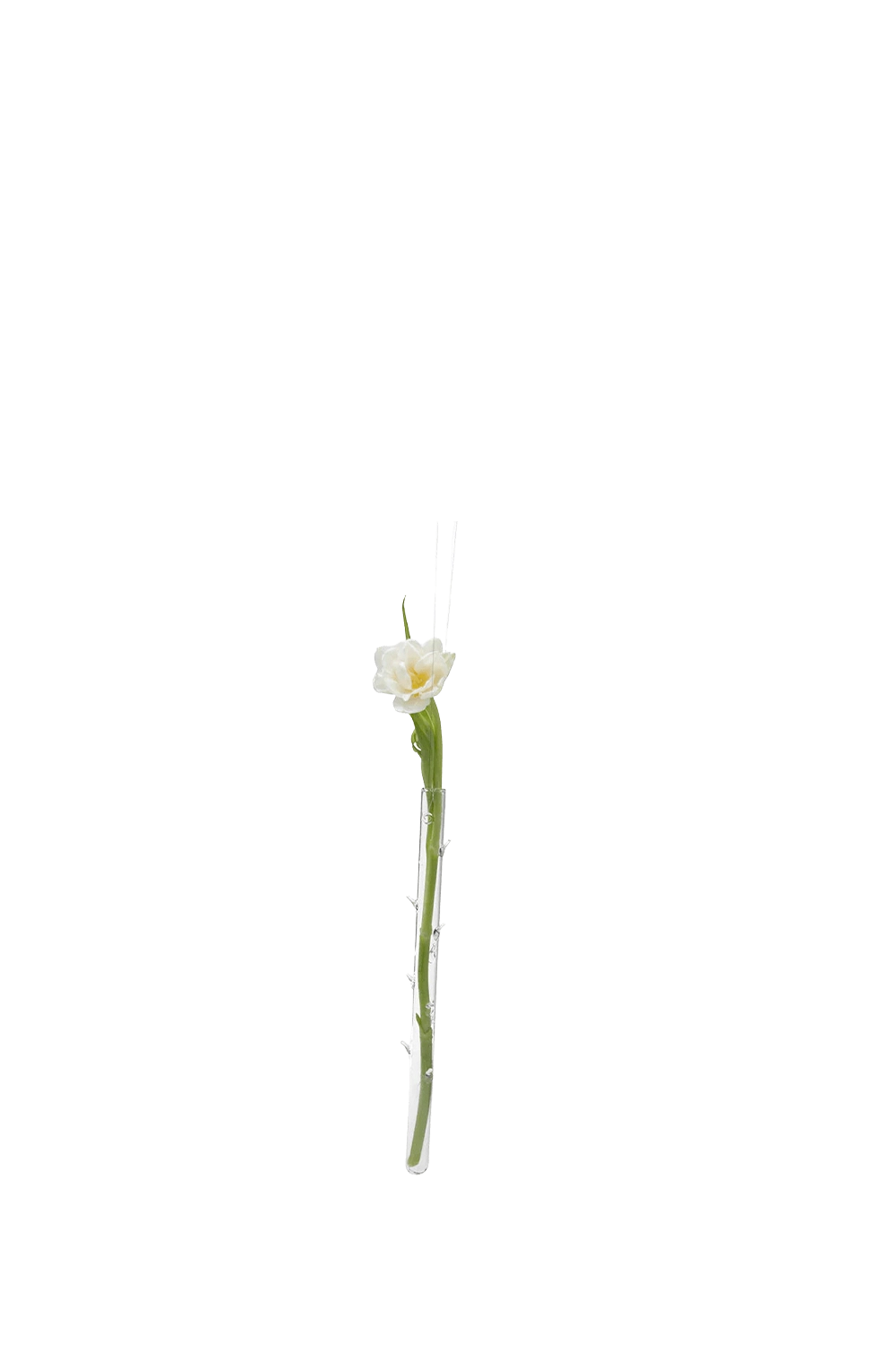 Clear Glass Modern Flower Vase - Hanging Thorn - handmade by Chive Studio Toronto