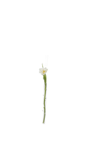 Clear Glass Modern Flower Vase - Hanging Thorn - handmade by Chive Studio Toronto