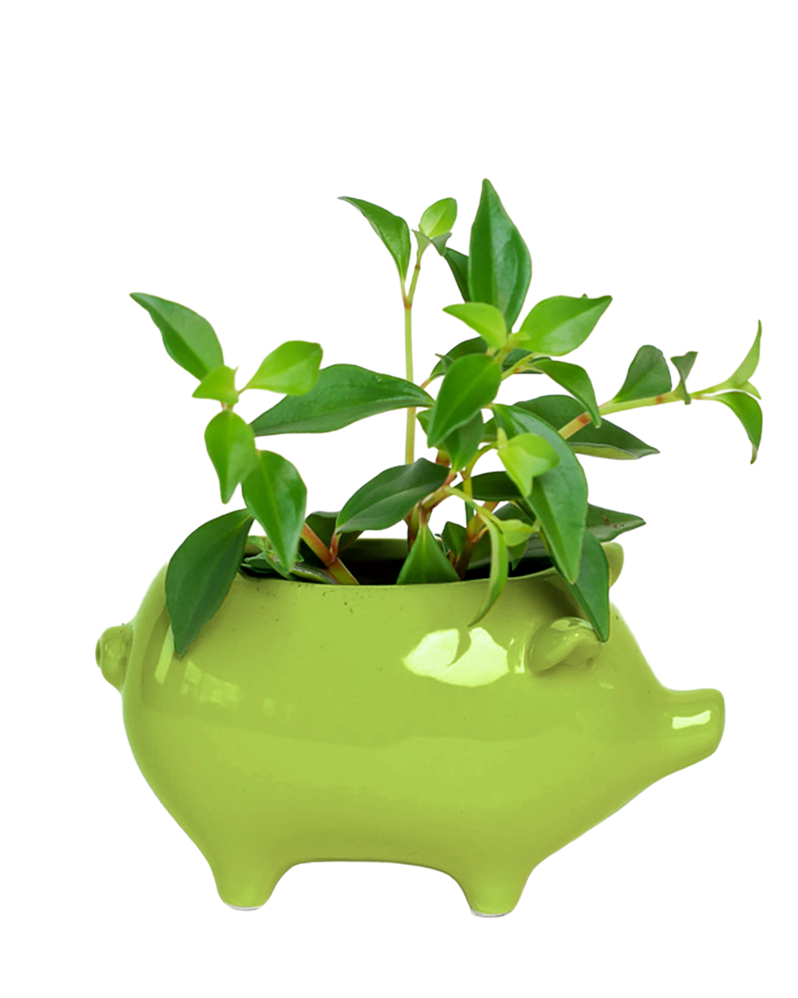 Pig Whimsical Ceramic Planter - Cachepot Design | Chive