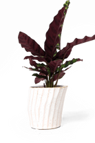 White Ceramic Pot Planter - Katakana - designed by Chive Studio Toronto
