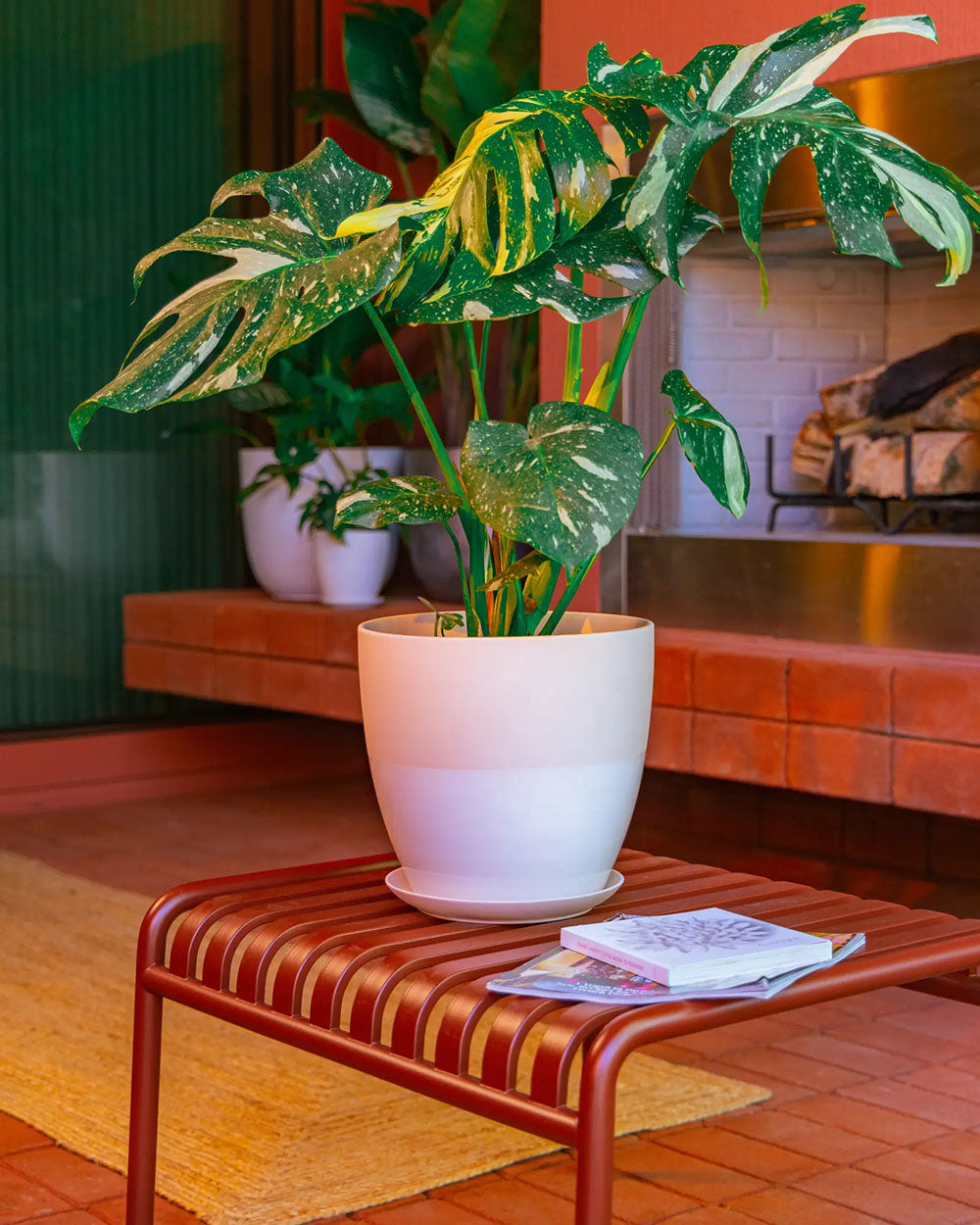 A potted Monstera plant with green and yellow variegated leaves in a Chive white Dyad ceramic pot, placed on a reddish-brown slatted table in a warm-toned indoor setting.