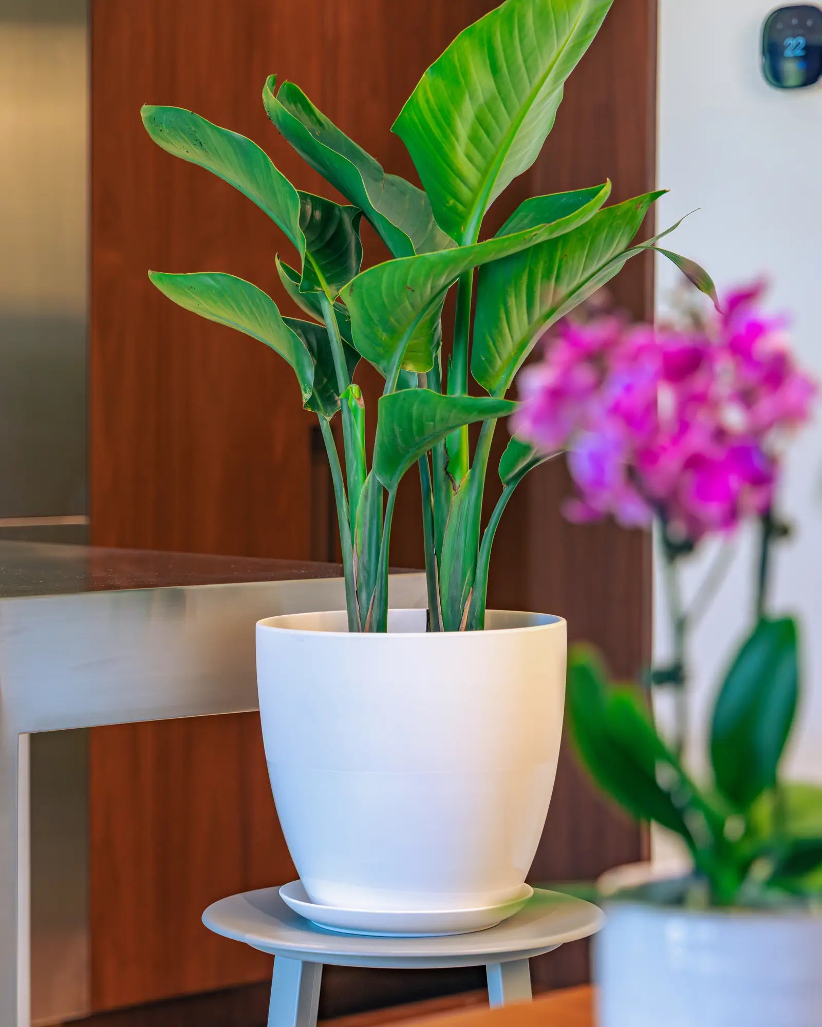 A tropical bird of paradise plant in a Chive white Dyad ceramic pot and saucer, displayed on a small stool in an indoor setting with a blurred pink orchid in the foreground.