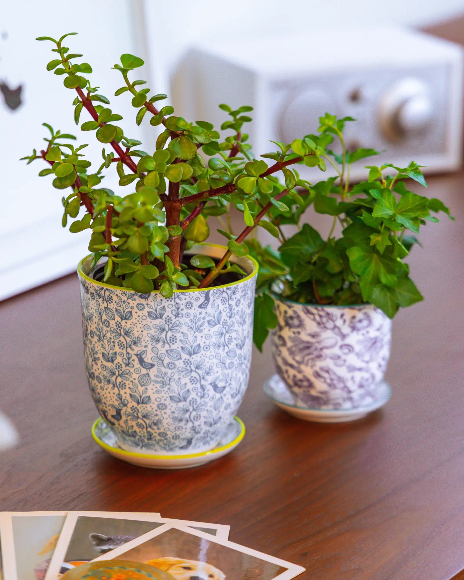 Chive Liberté planters in blue birds and octopus patterns, styled with a jade plant and pilea on a wood surface.