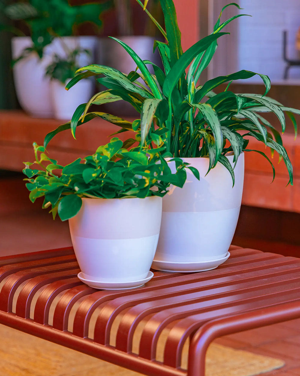 Two Chive blush pink ceramic Dyad planters with green houseplants, including a trailing green plant and a tall variegated green plant, displayed on a reddish-brown bench.