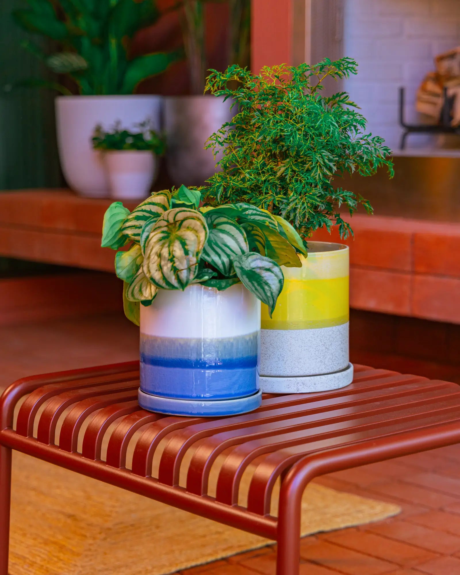 Two Chive large Minute ceramic planters in blue layers and bombastic yellow styled with green houseplants on a reddish bench.