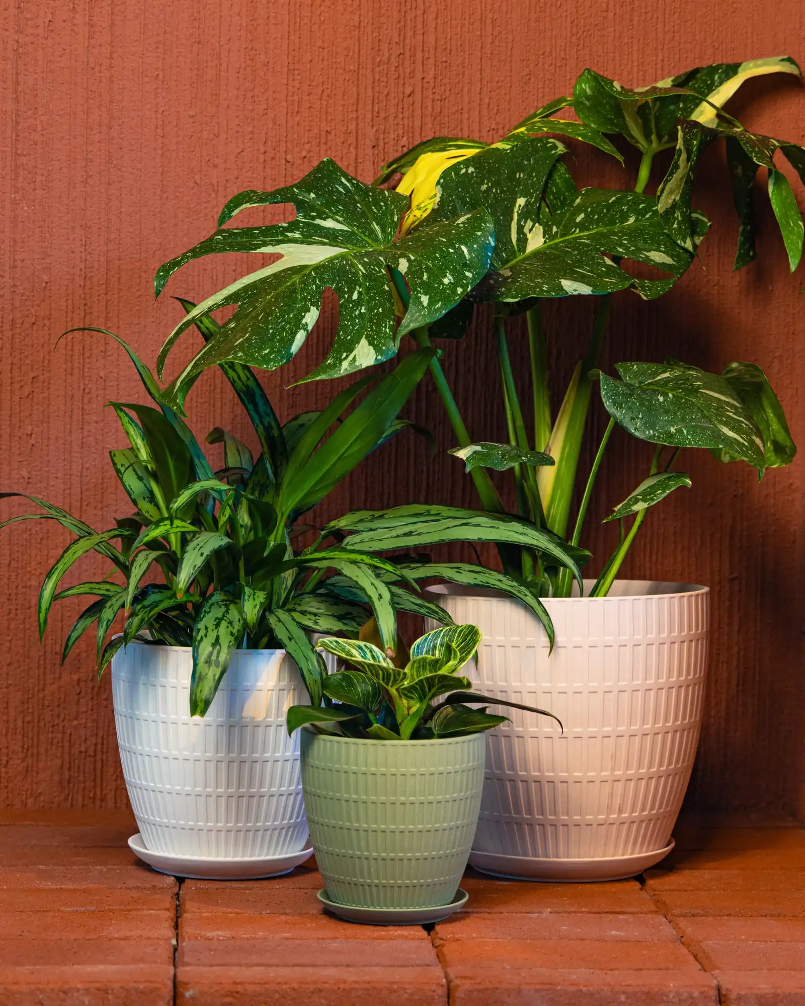 Three potted large houseplants in Chive Virago ceramic plant pots arranged on a terracotta shelf against a red brick wall.